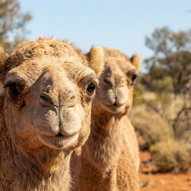 Journeys Through the Ancient Desert Sands