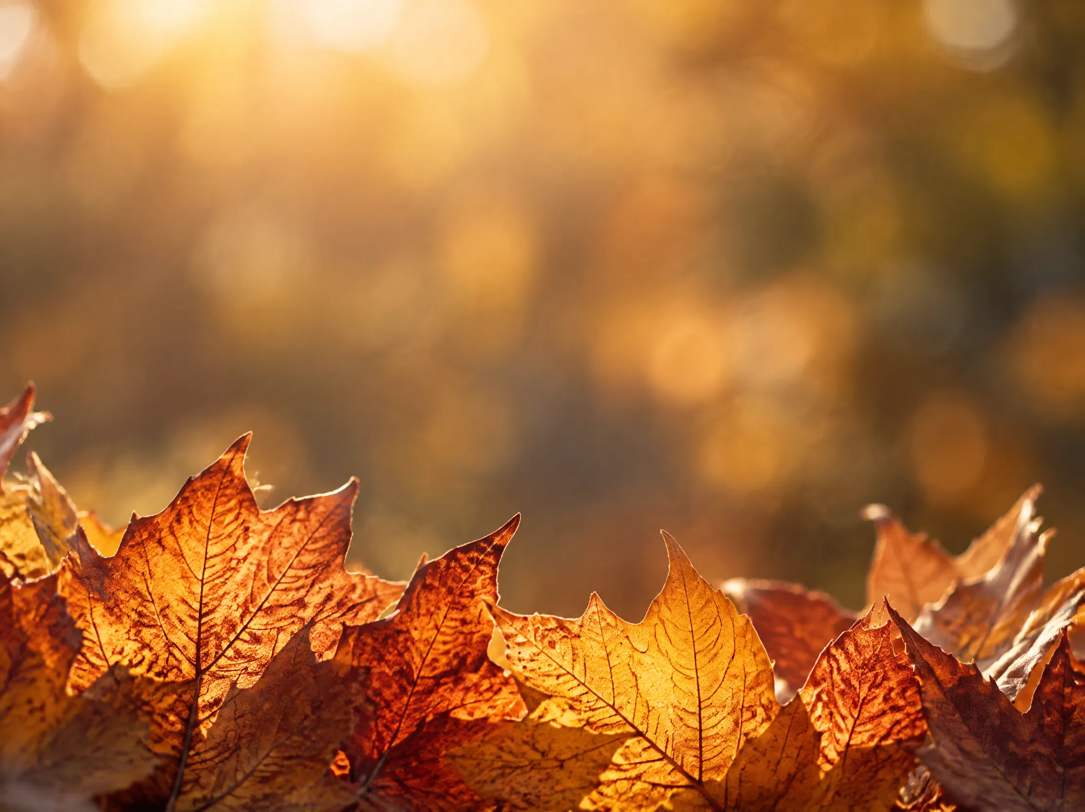 Golden Seasons of Divine Reflection