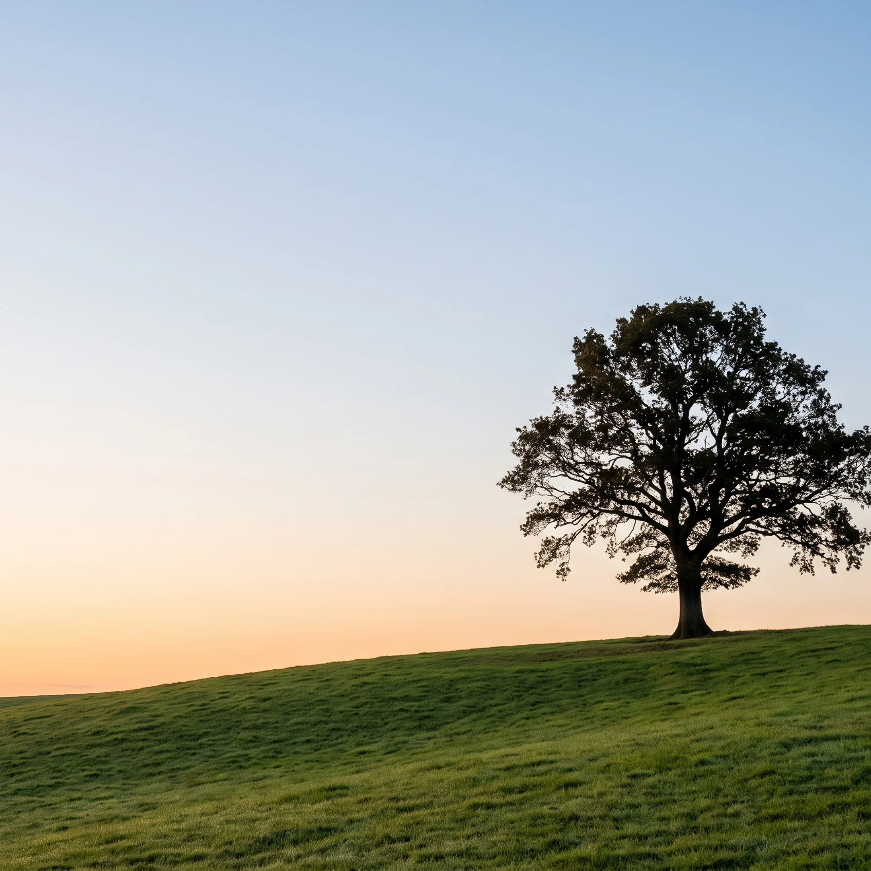 The Solitary Oak at Dawn