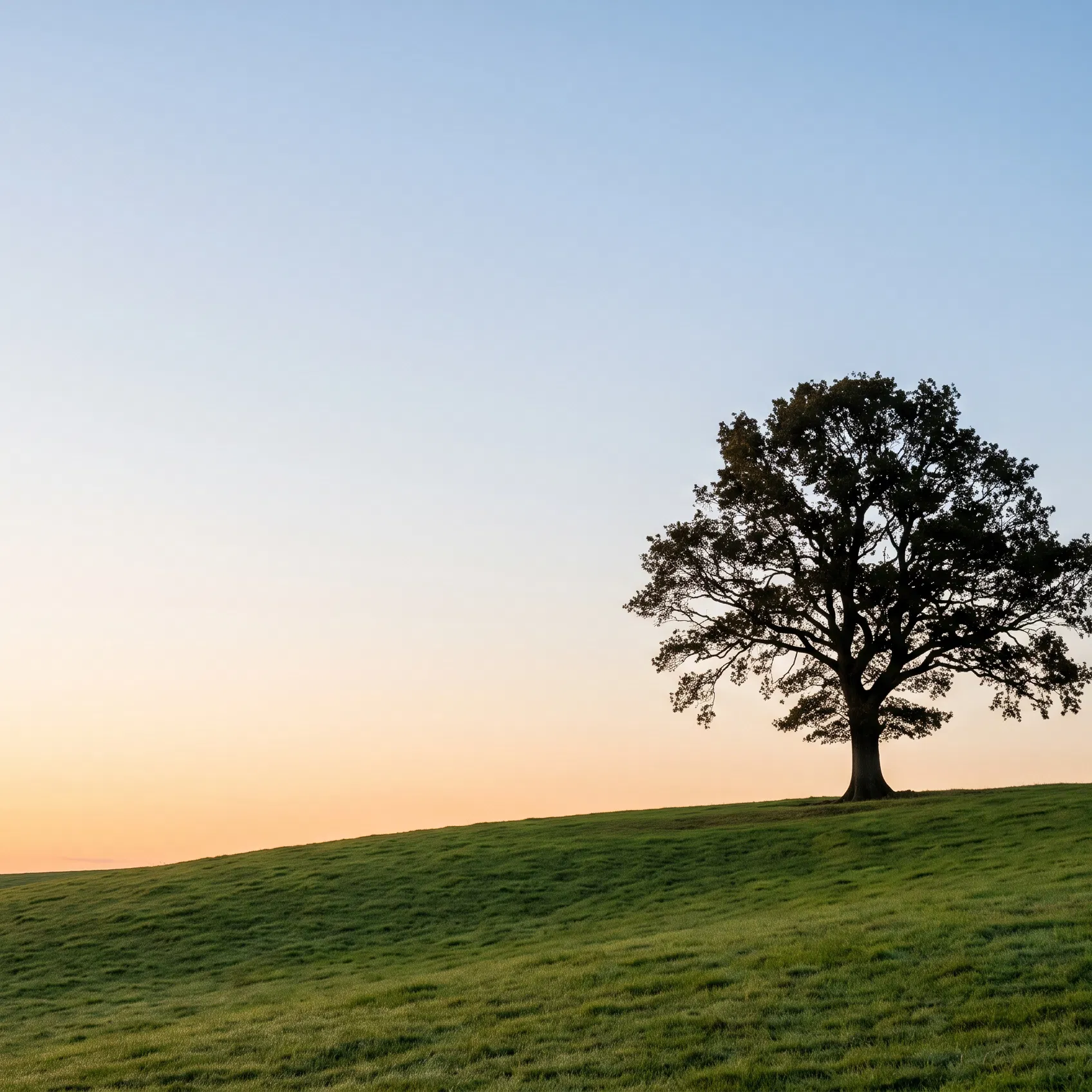 Lone Oak Tree on a Green Hill