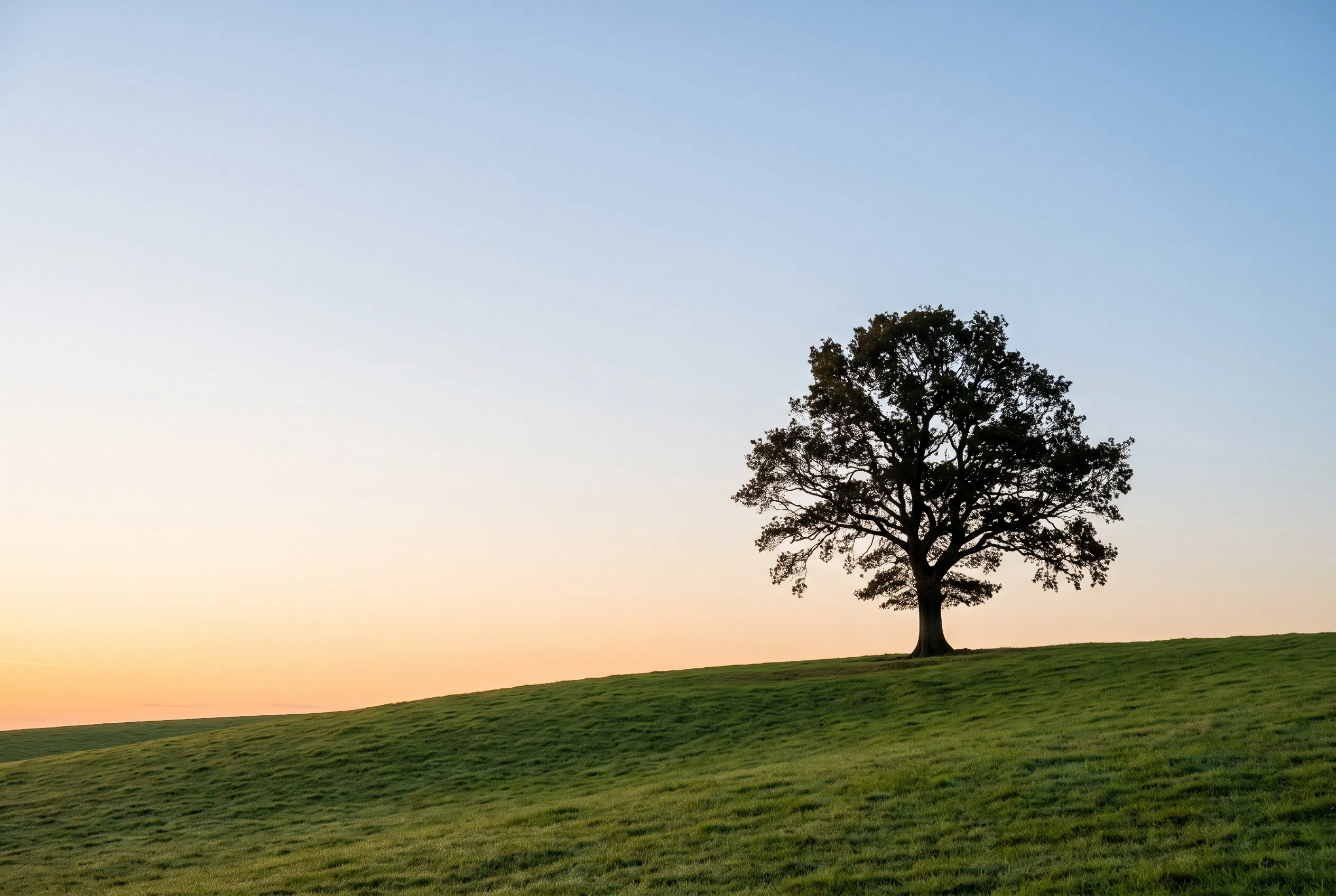 Lone Oak Tree on a Green Hill