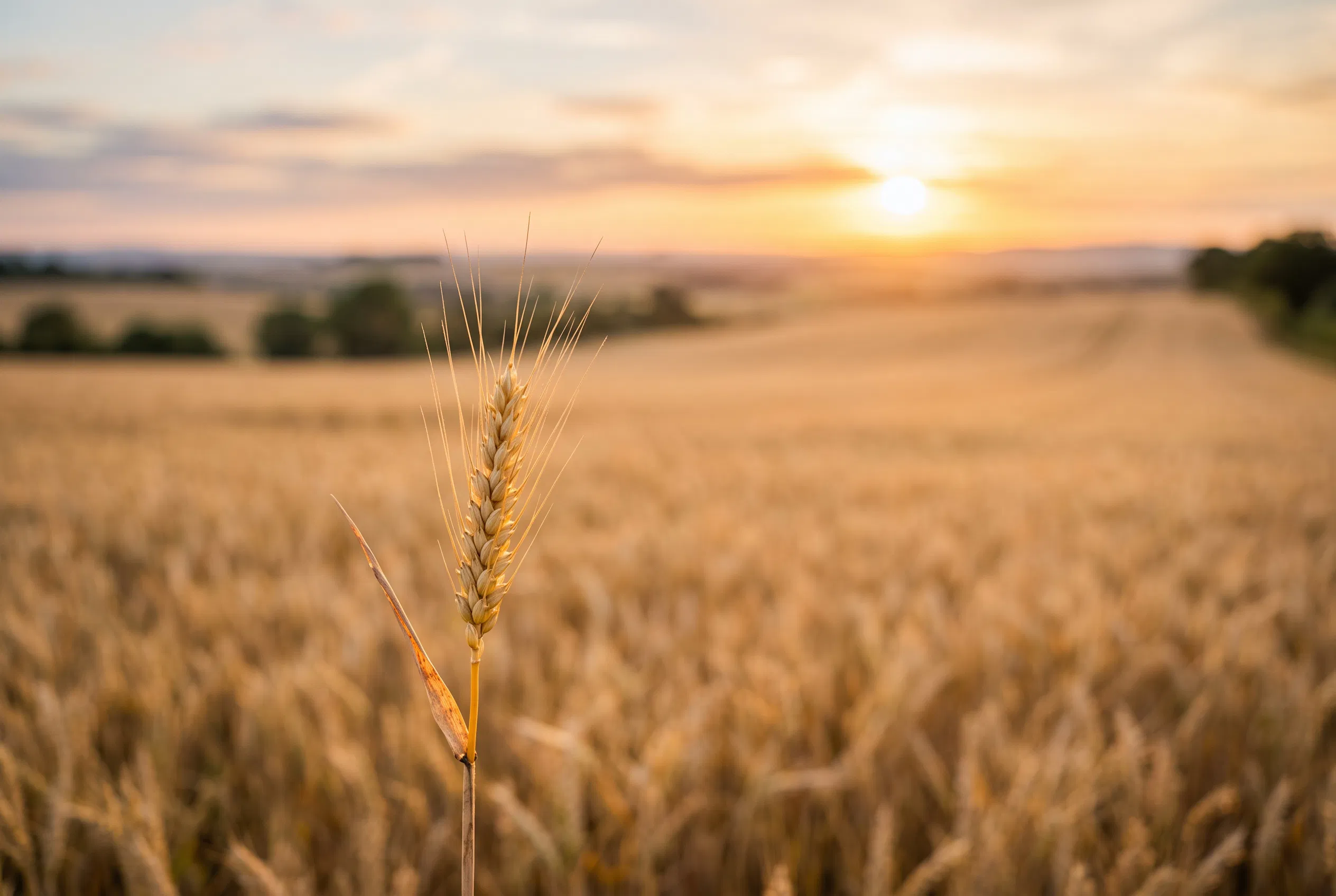 The Harvest of Golden Grace