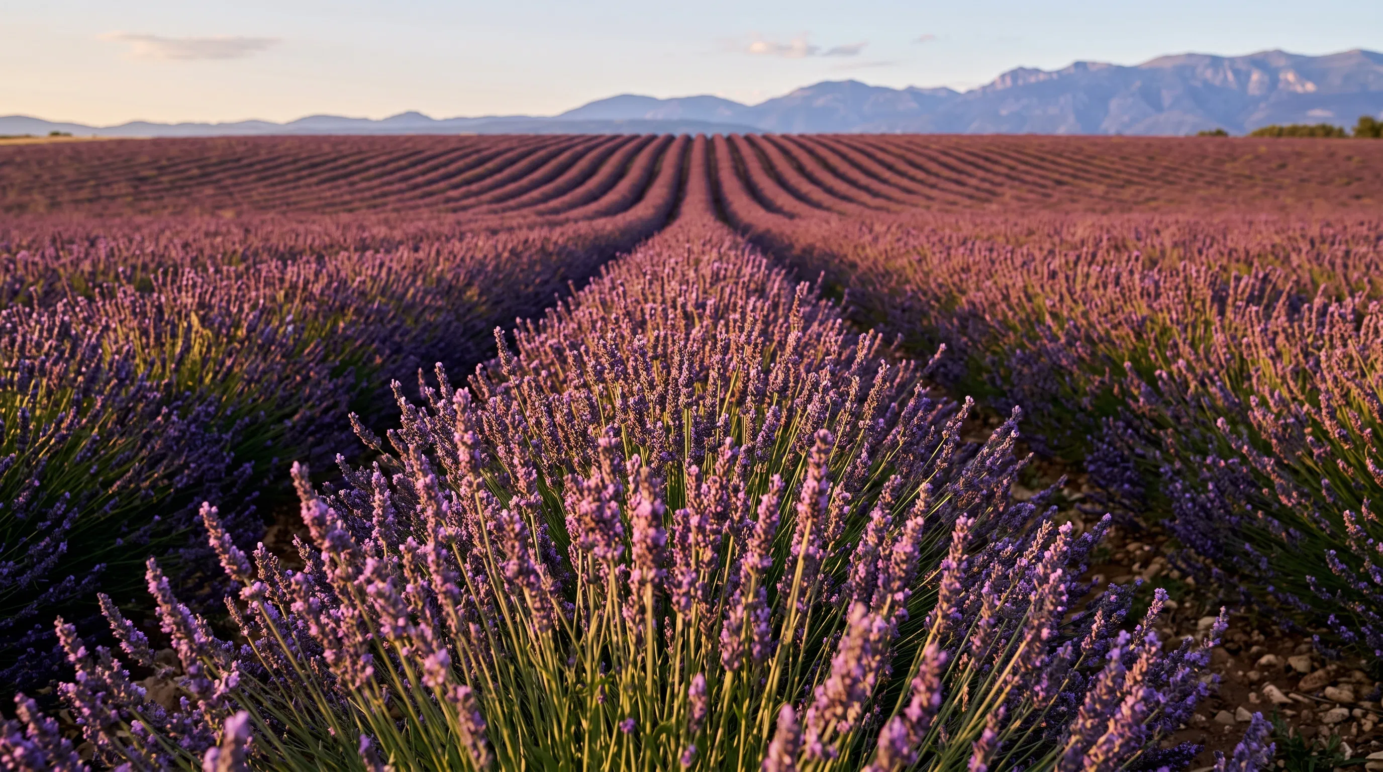 Ethereal Fields of Heavenly Grace