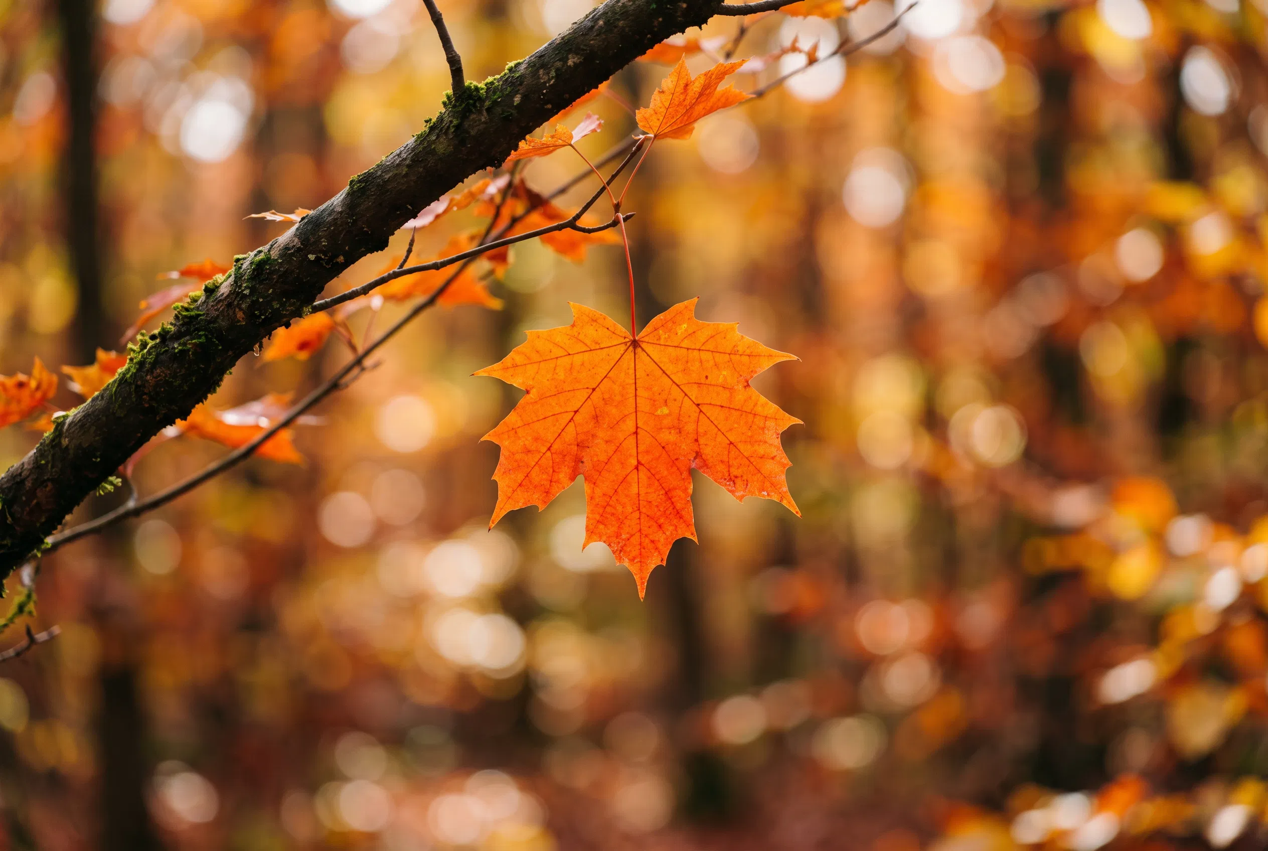 Orange Maple Leaf Hanging in an Autumn Forest