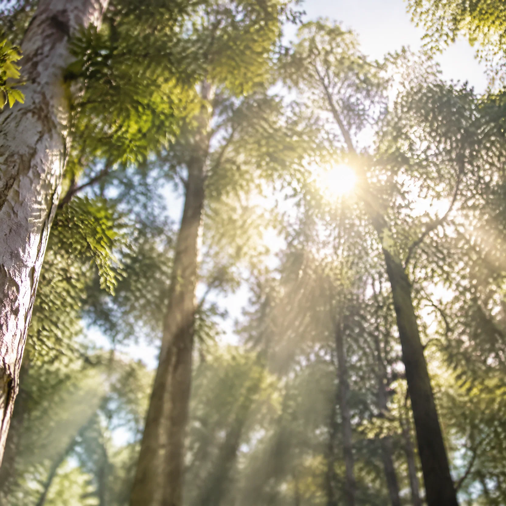 Divine Radiance in the Forest Sanctuary