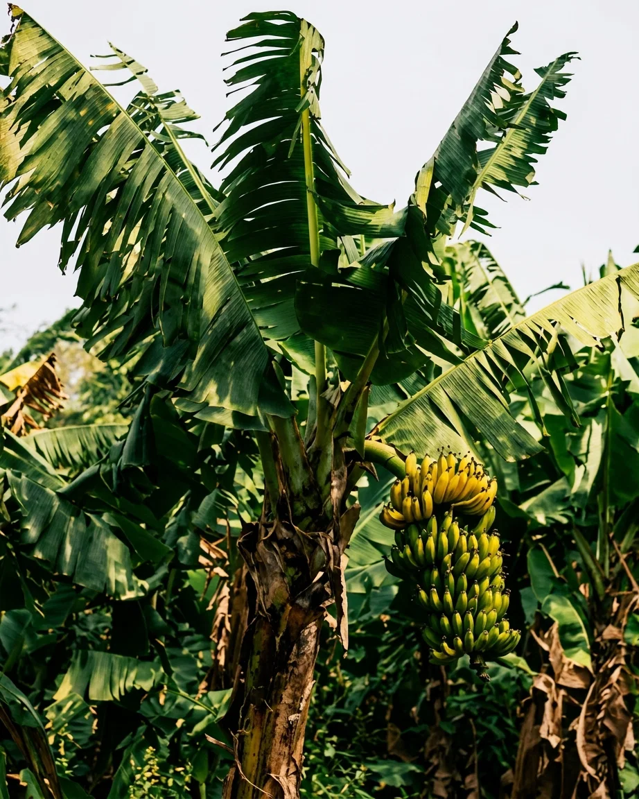 How bananas grow
