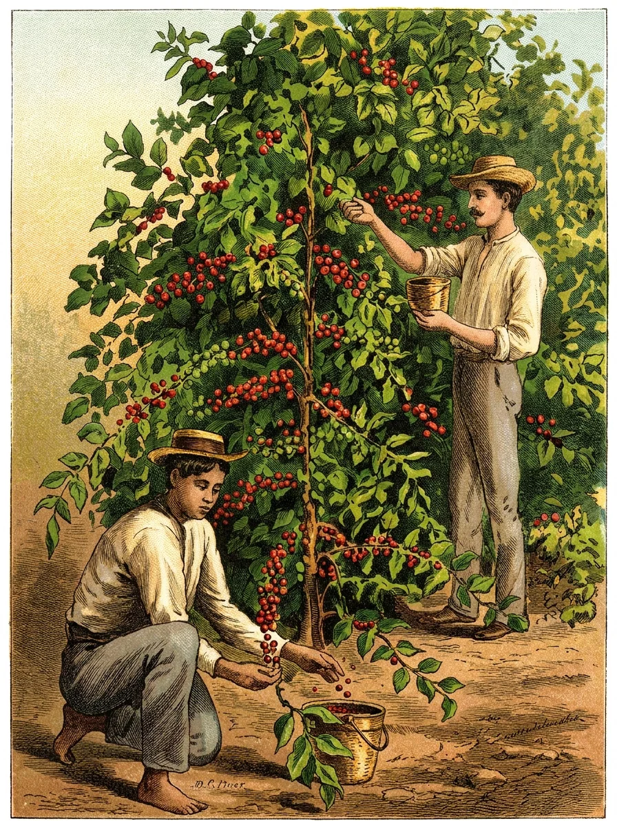 Picking coffee
