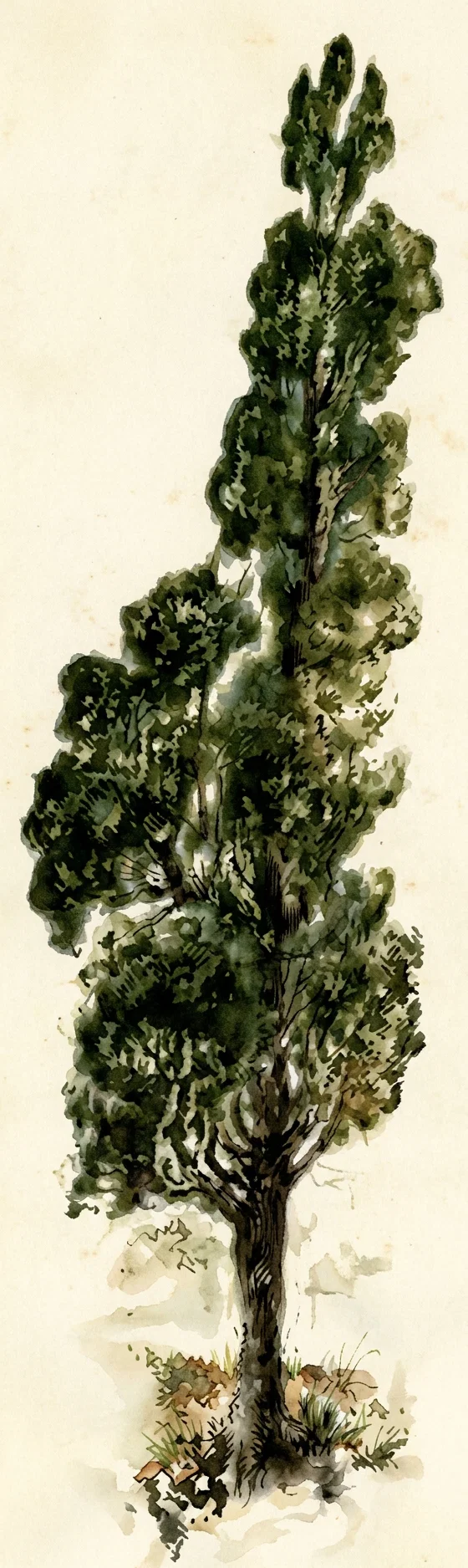 A tall, mature deciduous tree stands alone against a pale, largely blank background. Its straight, dark, textured trunk rises from a small patch of grass and earth, branching into a dense, elongated crown of dark green foliage. Irregular clusters of leaves form rounded masses along the trunk and branches, with lighter green and grayish highlights suggesting layered vegetation and sunlight. The tree tapers toward a narrow, upright crown at the top, while sparse grasses and small plants surround its base.
