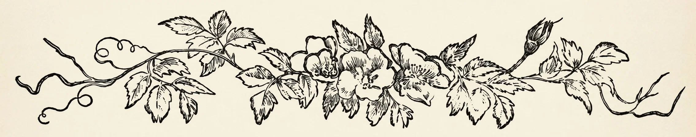 A long horizontal decorative botanical garland stretches across the image on a plain light background. Its central section features several large, open five-petaled blossoms surrounded by clusters of pointed, serrated leaves, while smaller flowers and buds extend toward both sides. Thin curling stems and tendrils trail outward at the left and right ends, with additional leafy branches and a prominent unopened bud on the upper right. The artwork is rendered entirely in detailed black linework, with stippling and short strokes conveying the flowers’ centers, leaf veins, and shading; no text or lettering is visible.