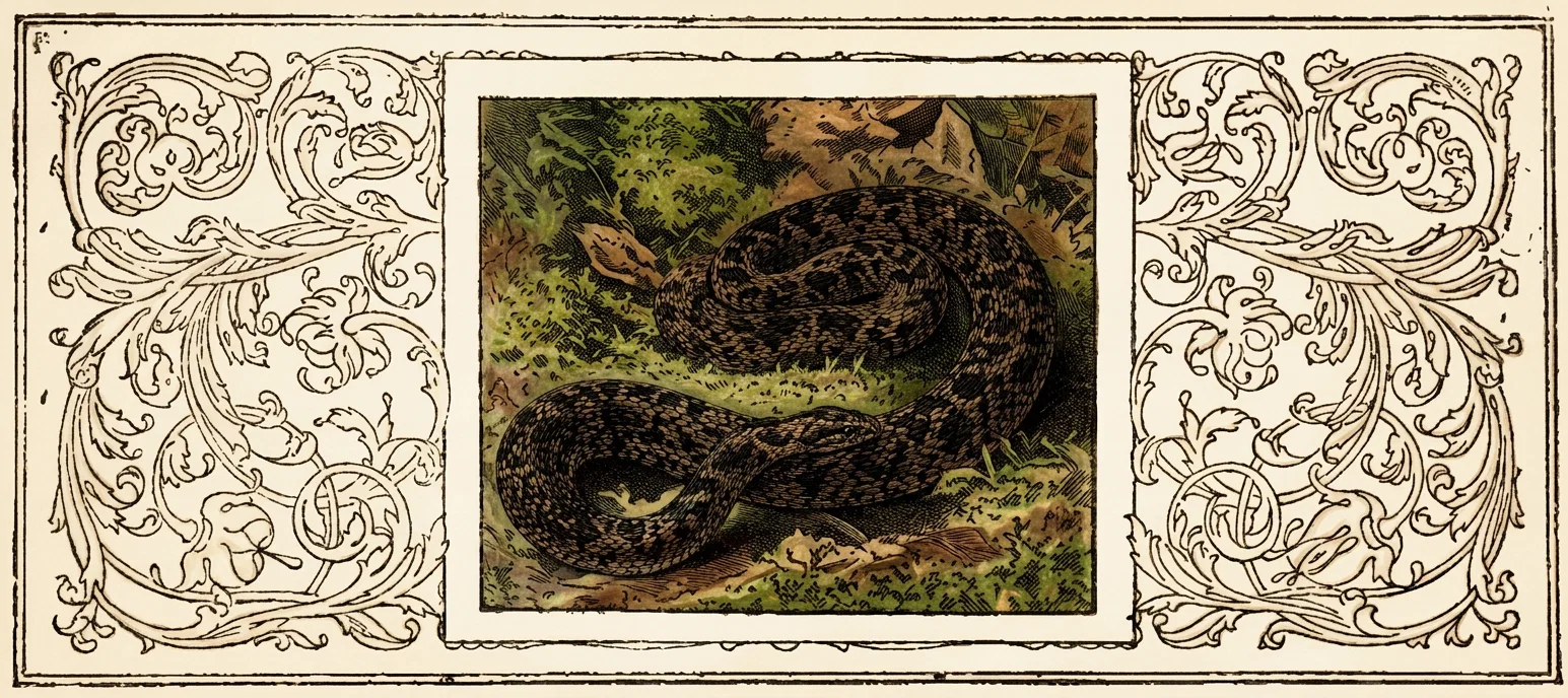 A large, dark, mottled snake lies tightly coiled on the ground in a wooded, grassy setting, its body looping across the foreground and rising into a broad coil at the rear. The snake’s head is lowered near the center-front, with its mouth open and pale fangs visible, giving the scene a threatening appearance. Leaves, rocks, tufts of grass, and textured earth surround the animal. The central colored scene is enclosed by an ornate black-and-white border of curling acanthus-like foliage and decorative scrollwork; no lettering appears within the artwork.